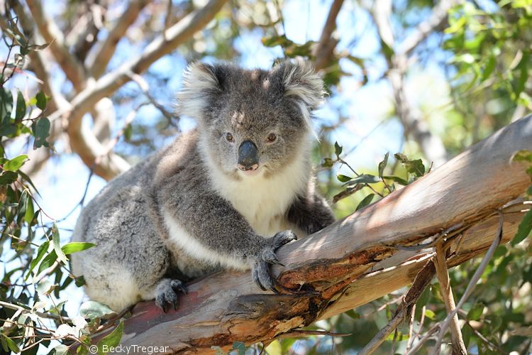koalabeer